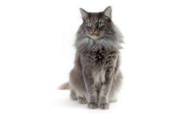 猫和鼠读后感400字模板7篇