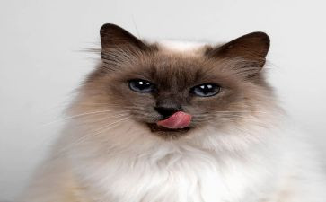 功夫熊猫作文模板7篇