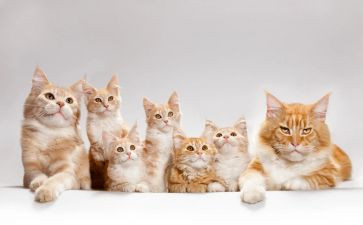 功夫熊猫1作文优秀8篇