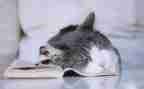 老舍《猫》心得体会6篇