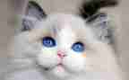 郑振铎猫教学反思6篇