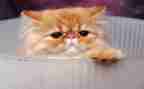 天猫活动方案策划6篇