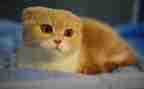 小猫咪作文400字7篇