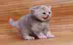 熊猫优秀作文通用7篇