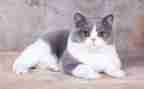 小学四年级下册猫的教案最新7篇