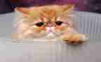 大班大熊猫教案7篇