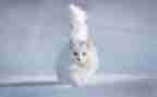 我和我的猫作文600字8篇