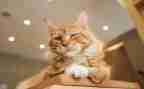 4年级下册猫的教案最新6篇