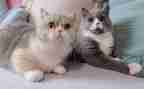 老鼠和猫的故事作文7篇