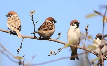 麻雀教案教案7篇