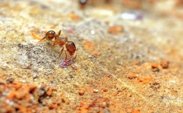 蚂蚁的科学教案5篇