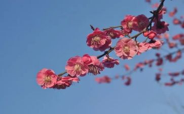 时代楷模张桂梅事迹观后感精选5篇
