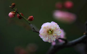 梅花桩教案8篇