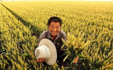 描写农民的作文6篇