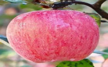 苹果店活动方案8篇