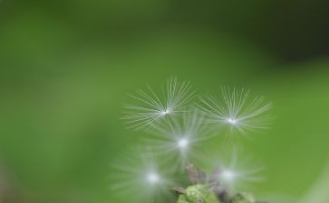 蒲公英的旅行作文6篇