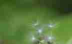 蒲公英的旅行作文6篇