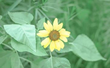 清醒作文5篇