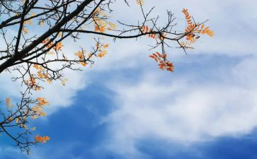 作文《我爱秋天》300字8篇