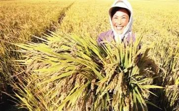关于收获的演讲稿5篇
