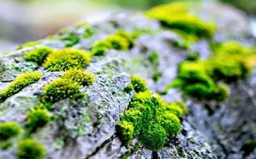 苔的读后感作文800字参考8篇