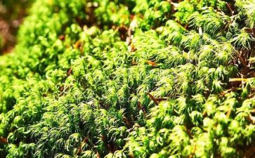 苔的读后感作文800字模板8篇