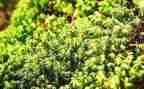 苔的读后感作文800字模板8篇