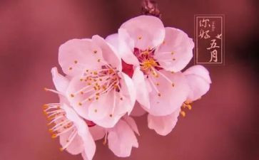 五月节活动方案6篇
