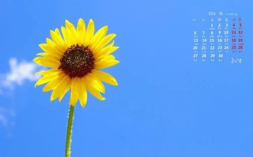 幼儿园向日葵的教案5篇