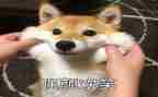 笑对生活作文800字7篇