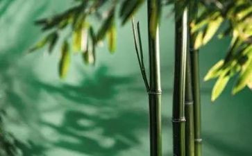 写物的优秀作文优质8篇