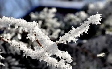 雪读后感30字7篇