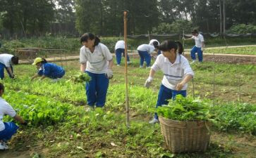 小学农村校长述职报告5篇