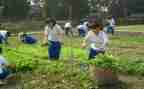 小学农村校长述职报告5篇