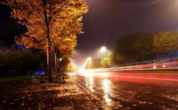 夜天鹅读后感模板7篇