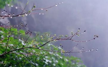小雨和花教案及反思7篇