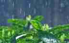 雨的作文演讲稿通用5篇
