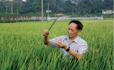 袁隆平中作文最新8篇
