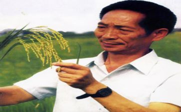 袁隆平的劳动事迹7篇