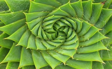 我的植物朋朋友的作文推荐8篇