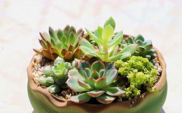 画植物的教案通用6篇