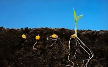 小种子教学反思5篇