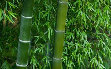 竹中班教案推荐5篇