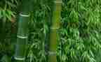 竹中班教案推荐5篇
