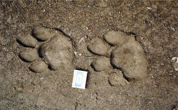 春天的足迹作文600字7篇